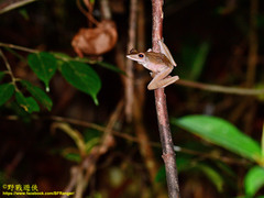 Polypedates colletti