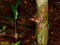 Polypedates colletti