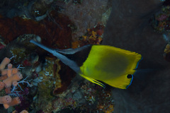 Forcipiger longirostris