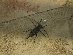 Graphisurus fasciatus