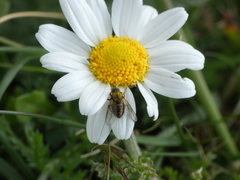 Usia