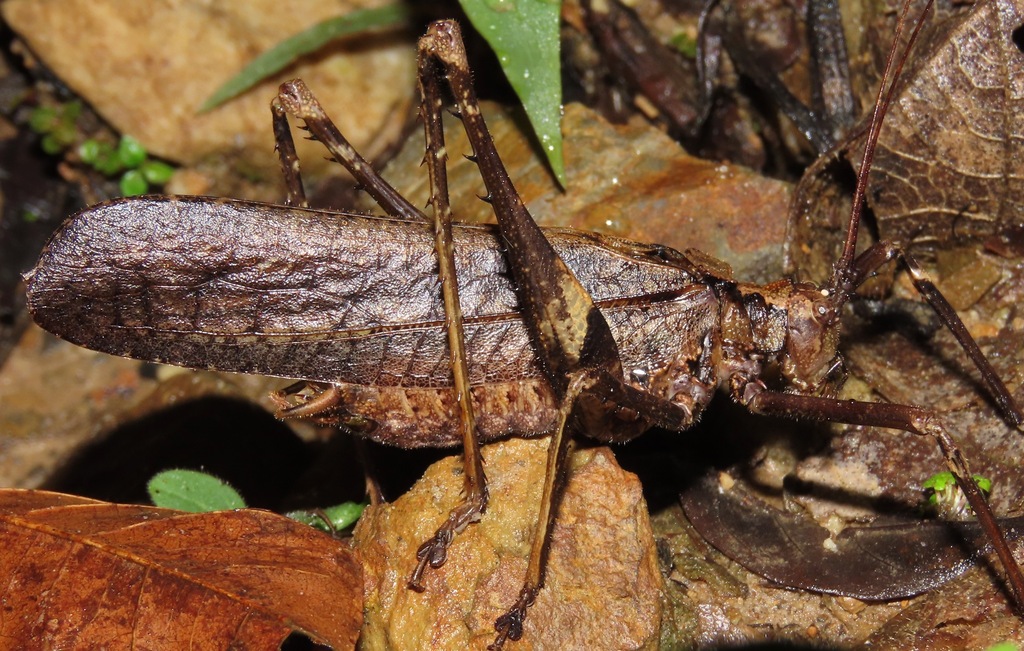 Pemba brunnea