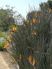 Strelitzia juncea