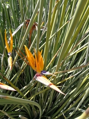Strelitzia juncea