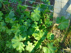 Malvales