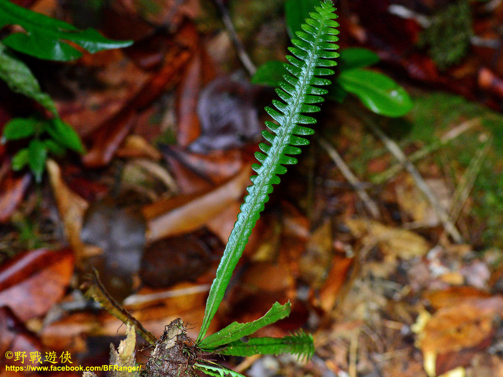 Prosaptia alata (Prosaptia alata)