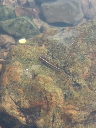 Striped labeo (Paracrossochilus vittatus) — Cyprinidae — 2