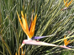 Strelitzia juncea