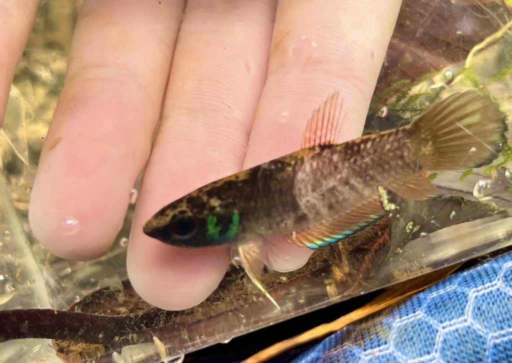 Banded betta (Betta taeniata) — Osphronemidae