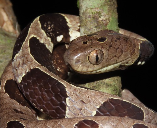 Neotropical Snail-eater