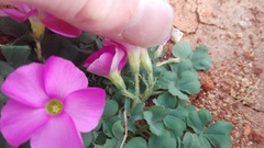 Oxalis imbricata violacea