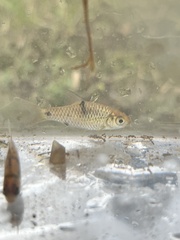 Bank's Barb photo 2