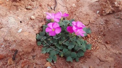 Oxalis imbricata violacea