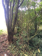 Melicytus ramiflorus ramiflorus