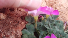 Oxalis imbricata violacea