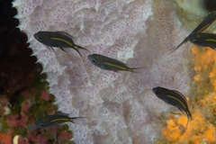Acanthochromis polyacanthus