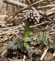 Petasites tatewakianus