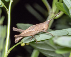 Phlaeoba antennata