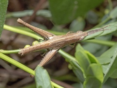 Phlaeoba antennata
