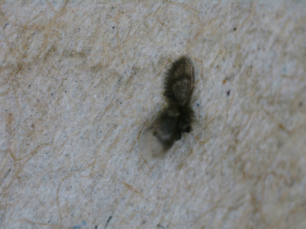 Australopericoma