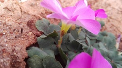 Oxalis imbricata violacea