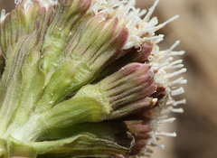 Petasites tatewakianus