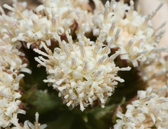 Petasites tatewakianus