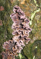 Chondrostereum purpureum