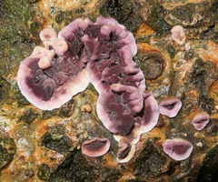 Chondrostereum purpureum