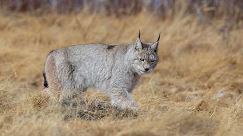 Eurasian Lynx