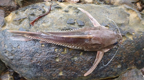 Chocolate catfish (Platydoras costatus) — Doradidae — 5