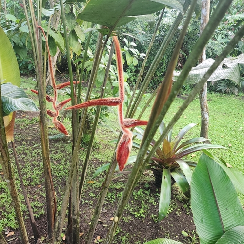Heliconia vellerigera image