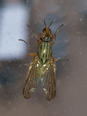 Dorycera graminum
