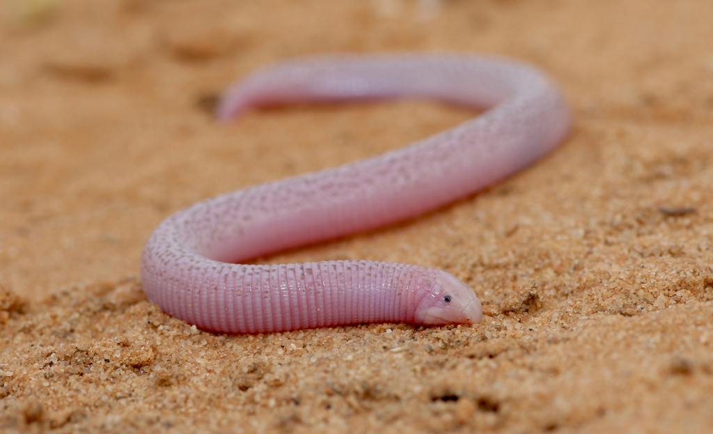Zarudnyi's Worm Lizard