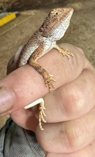 Eyrean Earless Dragon