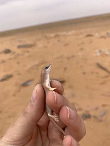 Sandfish Skink, Scincus conirostris