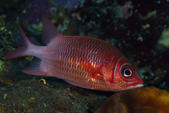Sargocentron caudimaculatum