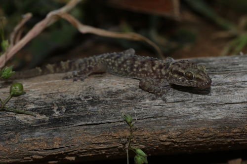 West Arabian Half-toed Gecko