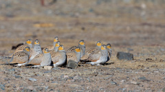 Tibetan Sandgrouse photo 4