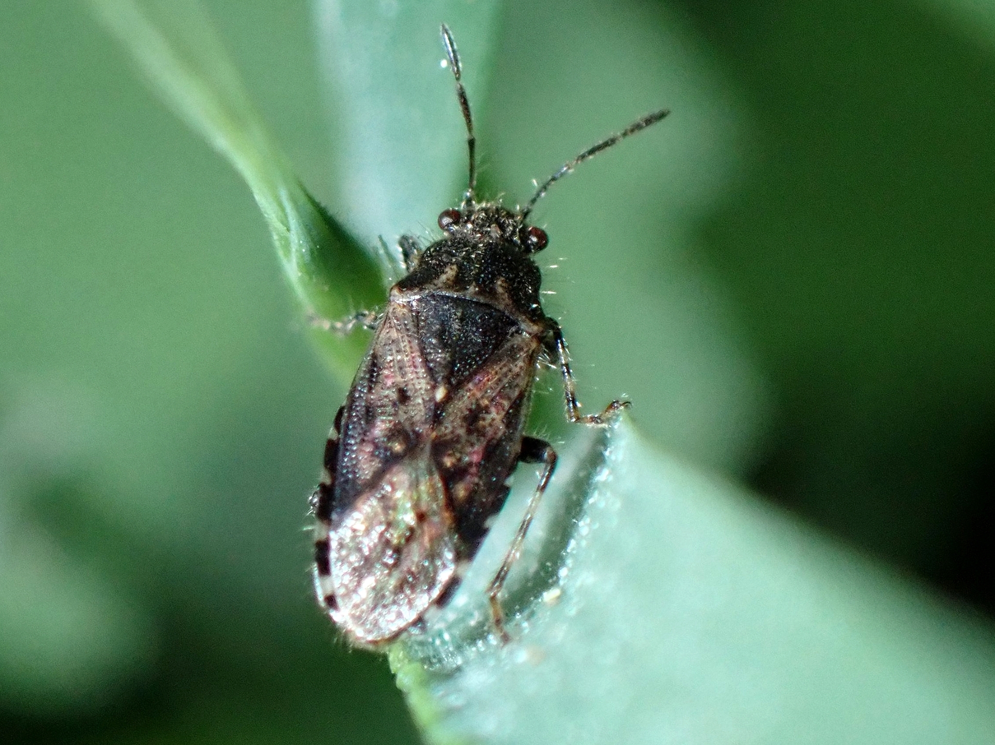 Heterogaster urticae