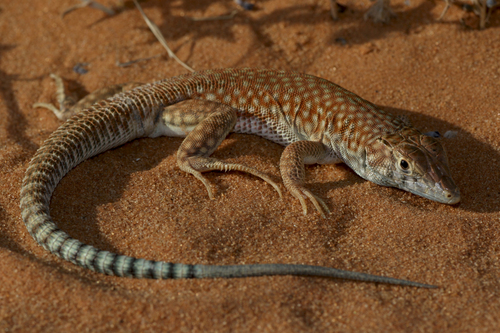 Schmidt’s Fringe-toed Lizard, Acanthodactylus schmidti
