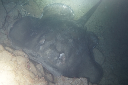 round stingray