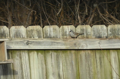 White-crowned Sparrow photographed in Arkansas