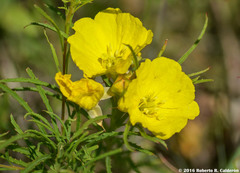 Calylophus