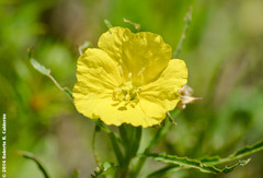Calylophus