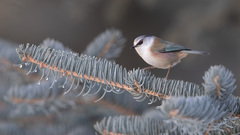 Crested Tit-Warbler photo 4