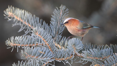 Crested Tit-Warbler photo 5