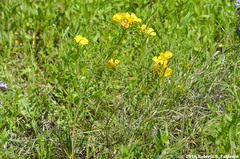 Calylophus