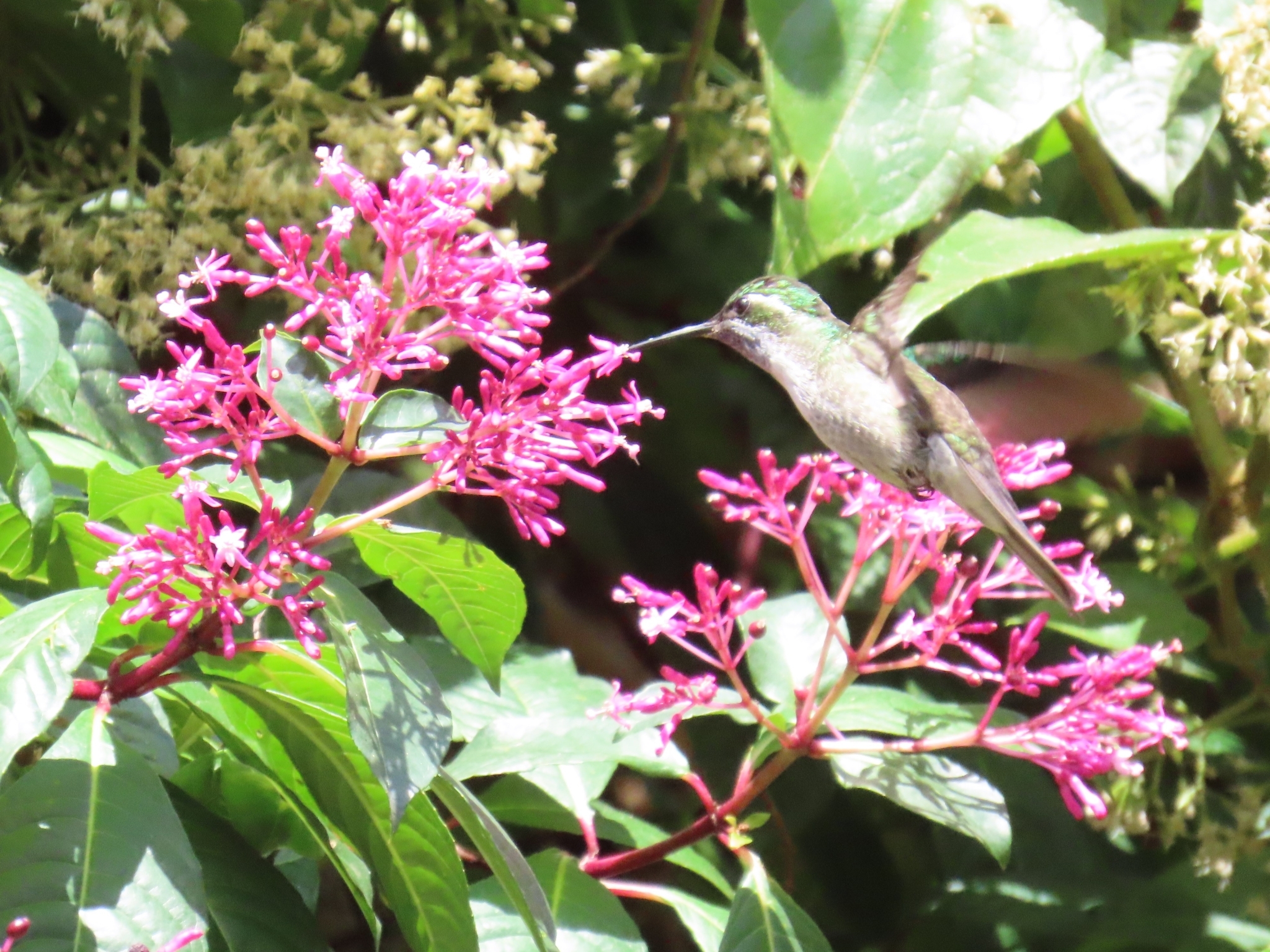 Green-throated Mountaingem (Lampornis viridipallens), photo 5