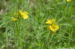 Calylophus